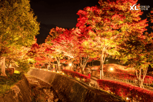 เทศกาลใบไม้เปลี่ยนสี ฟูจิคาวากูจิโกะ (Fujikawaguchiko Autumn Leaves Festival ) ครั้งที่ 26 เทศกาลใบไม้เปลี่ยนสี Fujikawaguchiko