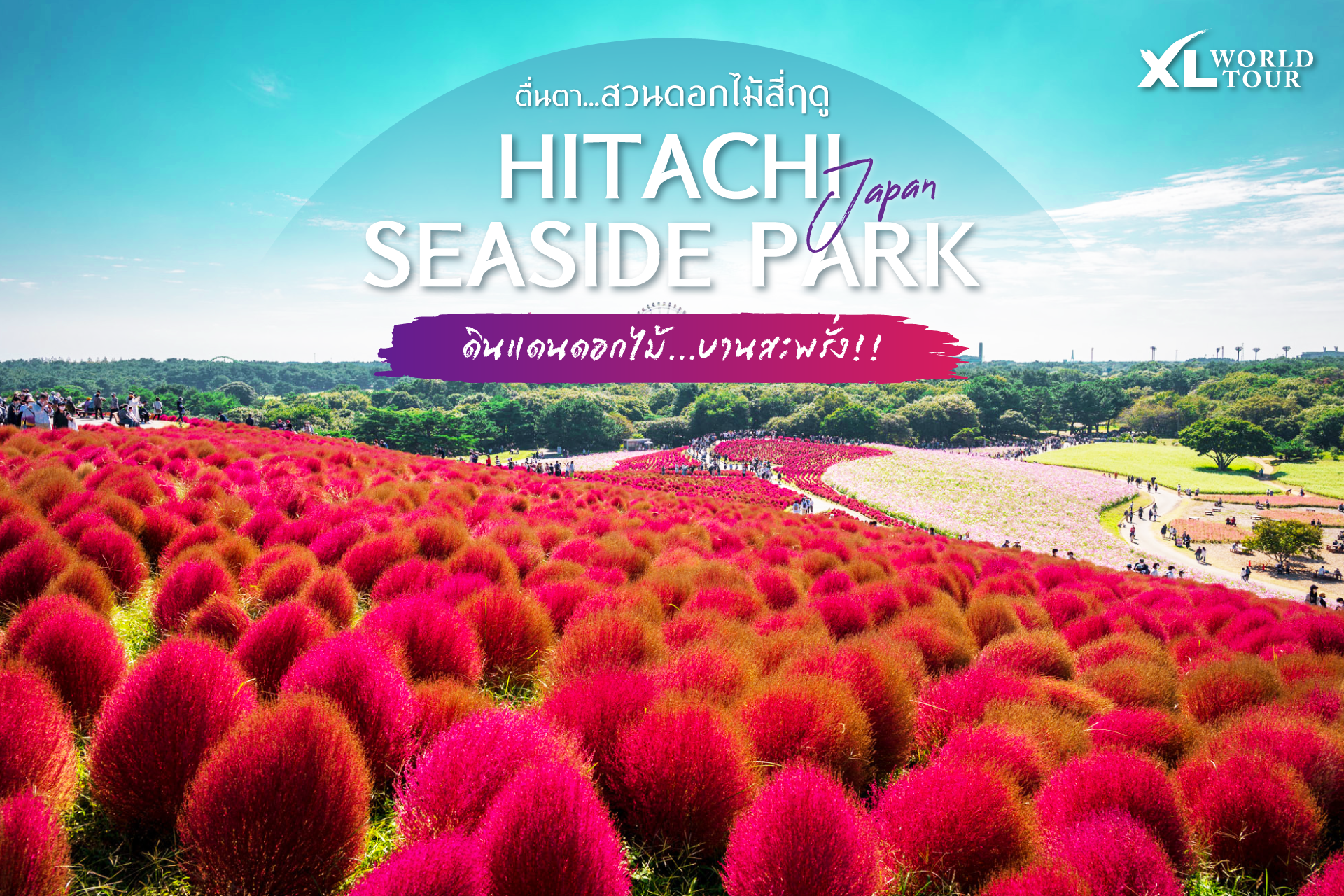 ฮิตาจิ ซีไซด์ ปาร์ค (Hitachi Seaside Park) ทุ่งดอกไม้สี่ฤดู